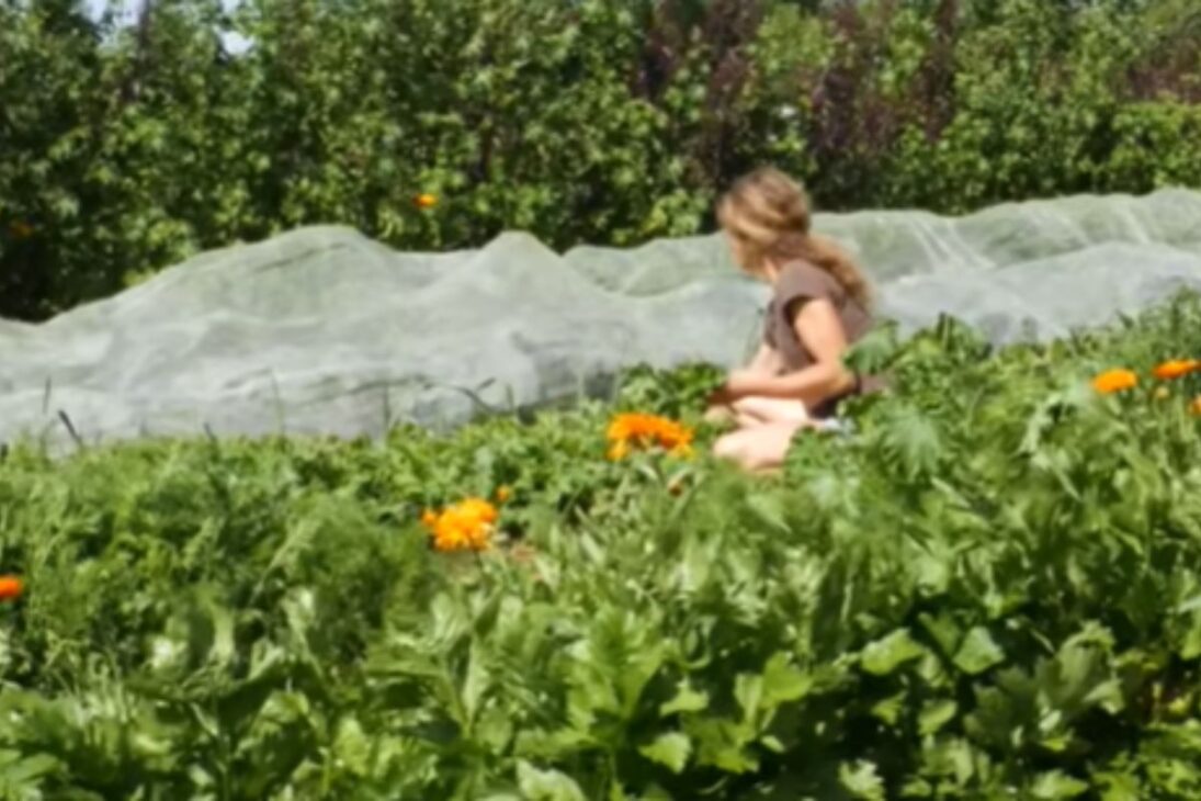 Del Campo Muerto En Oasis Autosostenible A La Selva Comestible Y Al Jardín Forestal, Ve Cómo La Agricultura Regenerativa Diseña La Agricultura Del Futuro