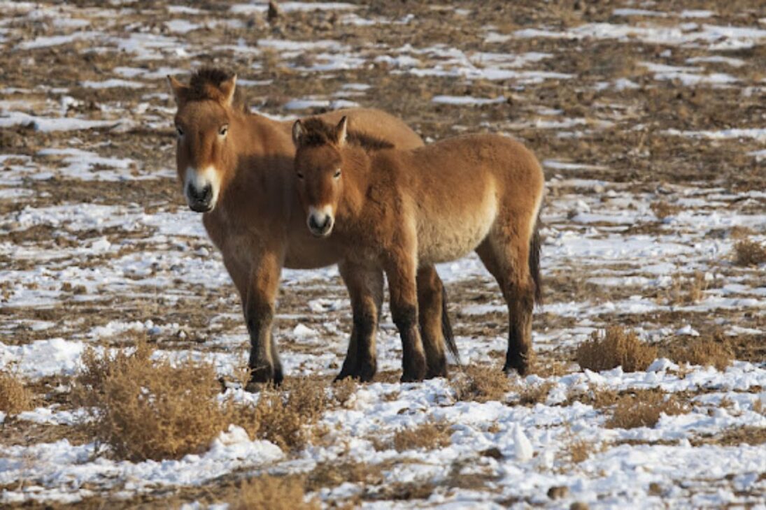 caballos salvajes vuelven a China, reactivan el suelo en el desierto y muestran por qué los árboles por sí solos no frenan la desertificación, al dispersar semillas y reactivar microorganismos que sustentan pastizales.