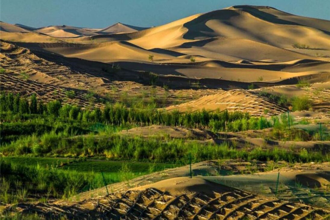 caballos salvajes vuelven a China, reactivan el suelo en el desierto y muestran por qué los árboles por sí solos no frenan la desertificación, al dispersar semillas y reactivar microorganismos que sustentan pastizales.