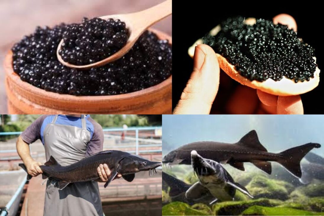 Caviar Oona de esturión siberiano usa agua geotérmica del Túnel de Base de Lötschberg y genera millones al año con lujo y ingeniería suiza.