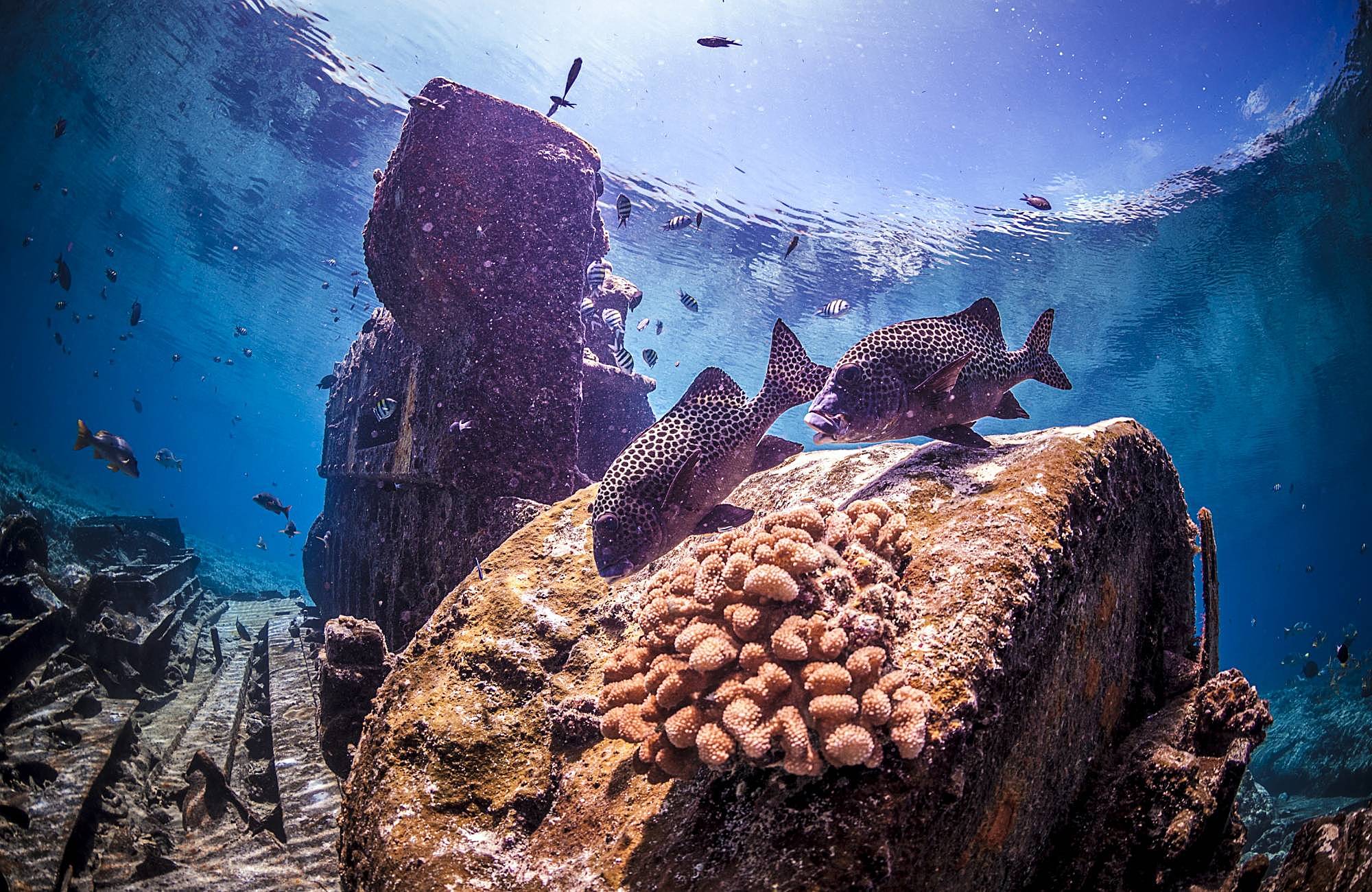 Centenas de estruturas artificiais em formato de “lulas”, feitas de plástico e pedra, estão recriando recifes em áreas colapsadas do Golfo Pérsico, multiplicando peixes, atraindo corais e transformando desertos submarinos em zonas de vida