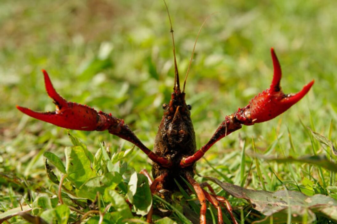 China transformó un invasor en solución con el langostino rojo del pantano, sistema arroz langostino e industria de langostino, afectando su seguridad alimentaria.