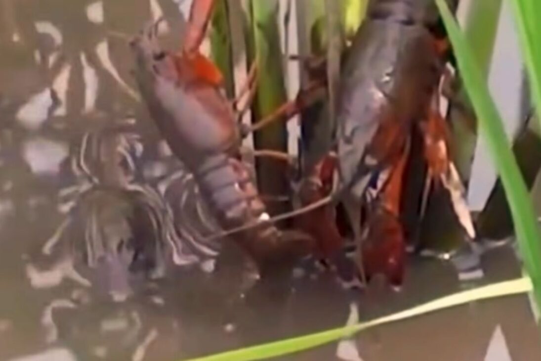 China transformó un invasor en solución con el langostino rojo del pantano, sistema arroz langostino e industria de langostino, afectando su seguridad alimentaria.