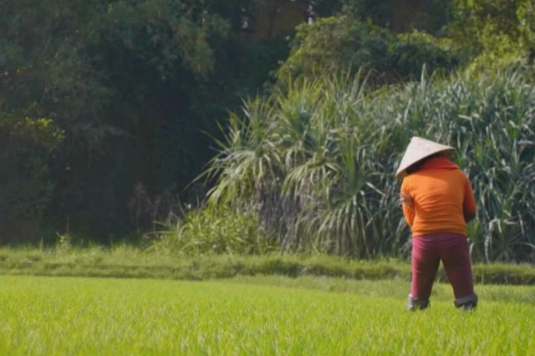 China transformó un invasor en solución con el langostino rojo del pantano, sistema arroz langostino e industria de langostino, afectando su seguridad alimentaria.