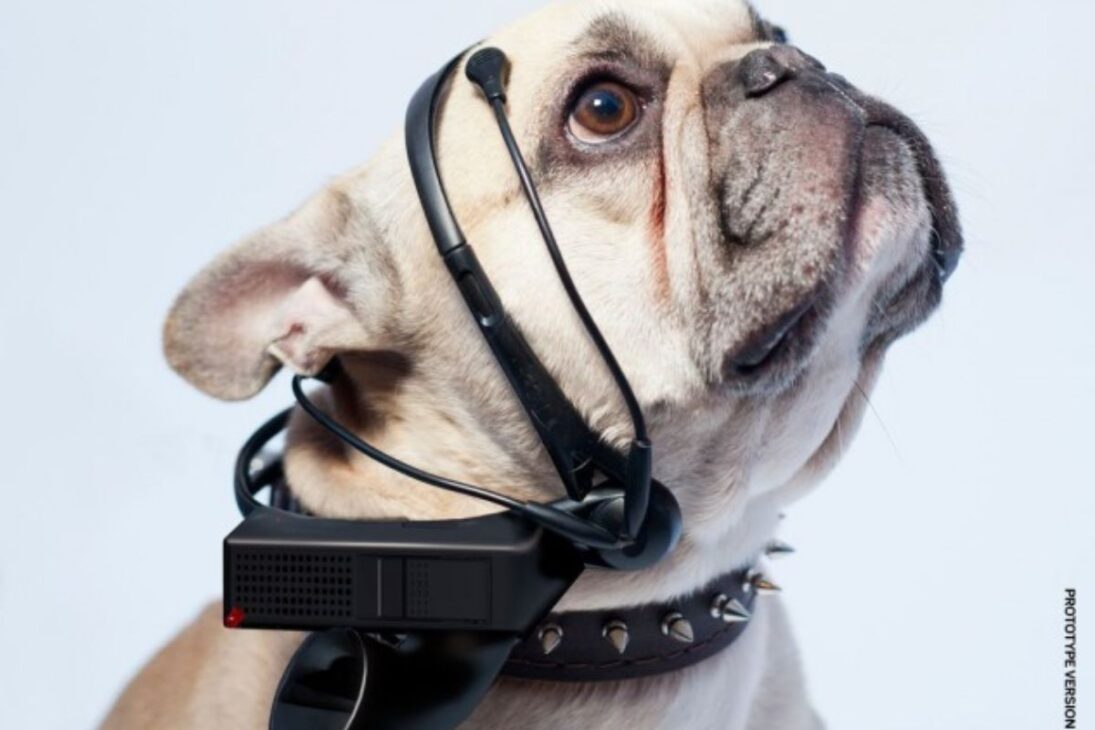 científicos prueban perros con dispositivo que lee ladridos y usa inteligencia artificial para estimar emociones, pero la promesa reaviva dudas sobre precisión, límites y lo que realmente puede ser entendido entre especies.