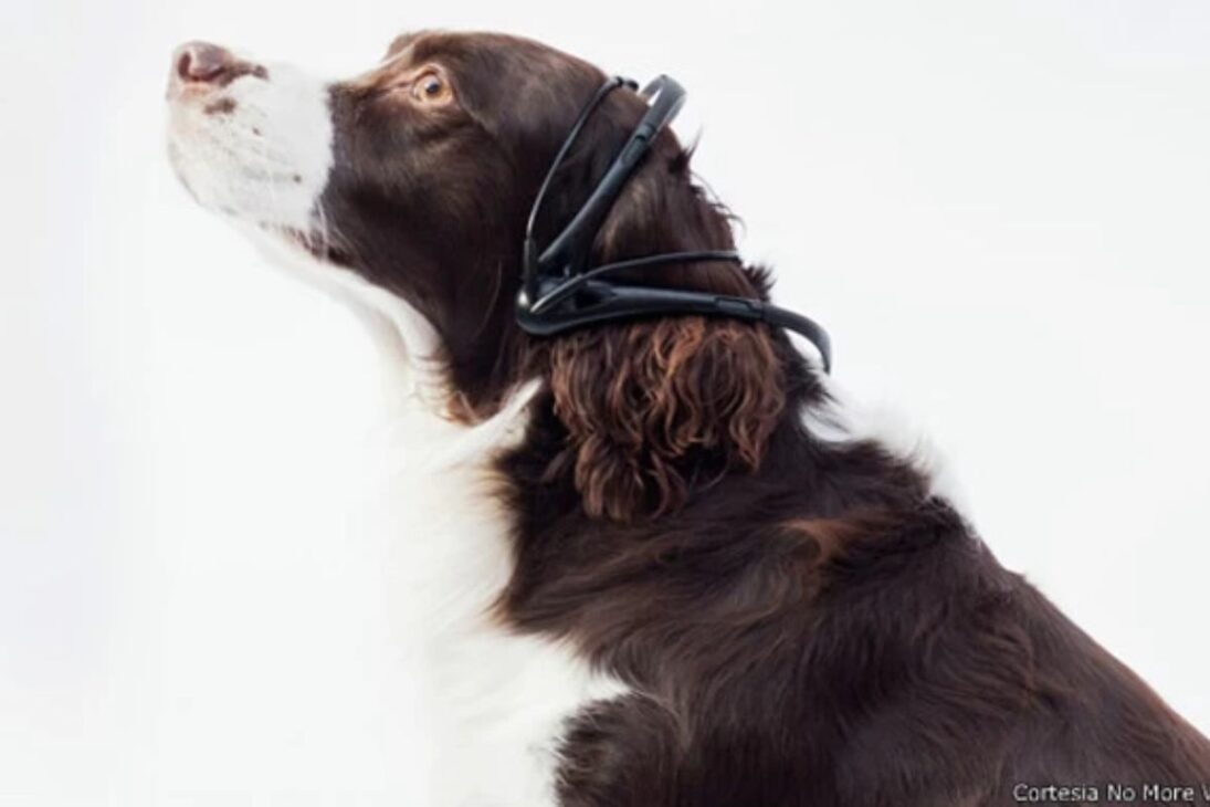 científicos prueban perros con dispositivo que lee ladridos y usa inteligencia artificial para estimar emociones, pero la promesa reaviva dudas sobre precisión, límites y lo que realmente puede ser entendido entre especies.