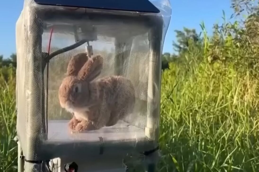 En los pantanos de Florida, conejos robóticos, caimanes e inteligencia artificial son utilizados para rastrear y combatir pitones gigantes que están devastando los Everglades.