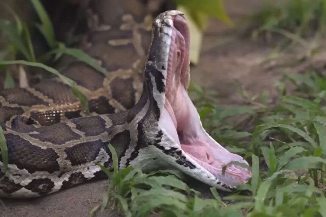 En los pantanos de Florida, conejos robóticos, caimanes e inteligencia artificial son utilizados para rastrear y combatir pitones gigantes que están devastando los Everglades.
