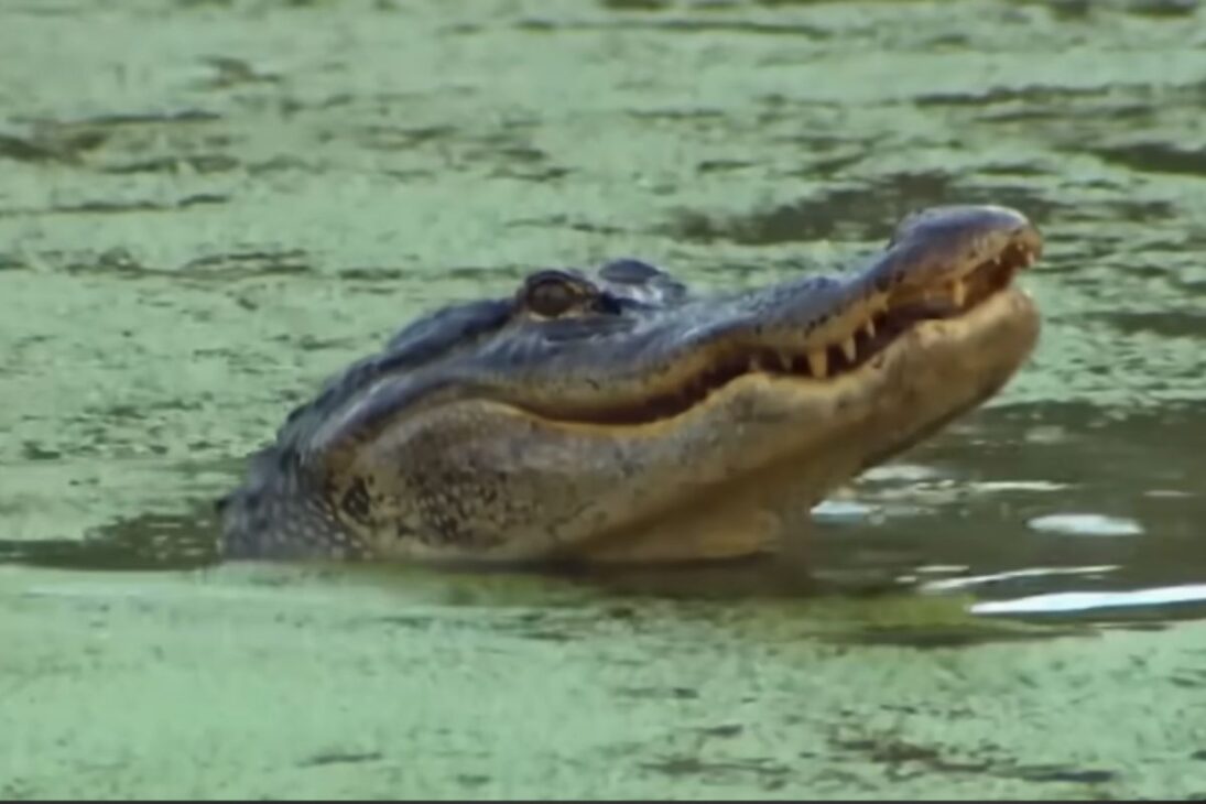 En los pantanos de Florida, conejos robóticos, caimanes e inteligencia artificial son utilizados para rastrear y combatir pitones gigantes que están devastando los Everglades.
