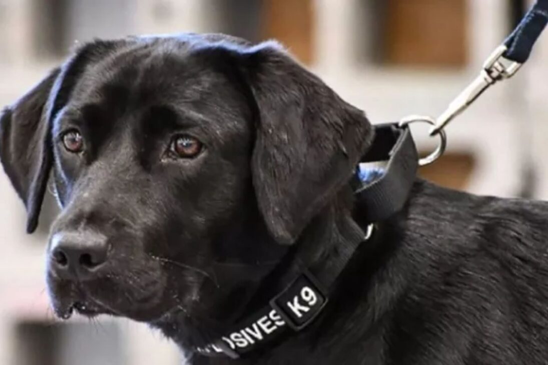 En los pantanos de Florida, conejos robóticos, caimanes e inteligencia artificial son utilizados para rastrear y combatir pitones gigantes que están devastando los Everglades.