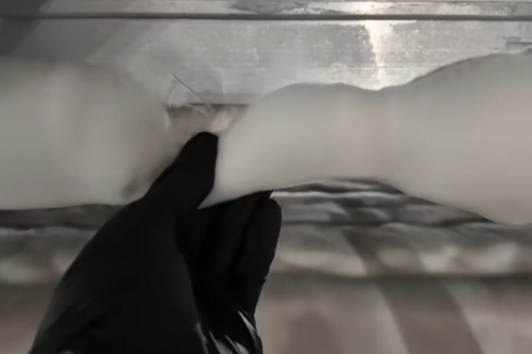 Veja como cogumelo e micélio viram couro de cogumelo, bacon de cogumelo e casas de micélio em uma revolução de biotecnologia sustentável.