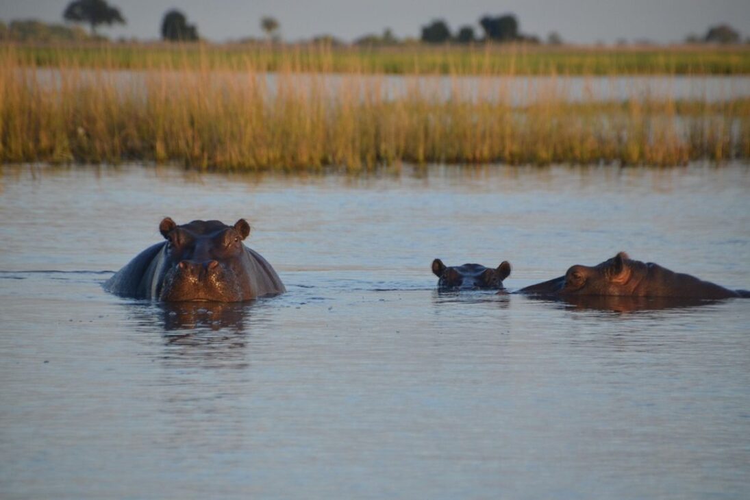 Colombia enfrenta invasión de hipopótamos de Pablo Escobar, especie invasora que avanza por el río Magdalena y amenaza a personas y al medio ambiente.