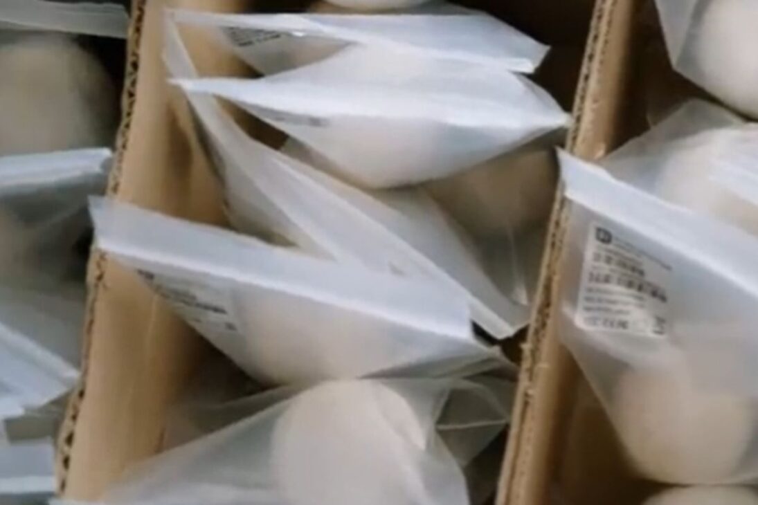 Huevos falsos de tortuga, tecnología de rastreo con GPS, tráfico de huevos de tortuga, comercio ilegal de animales silvestres y tortugas marinas en foco.