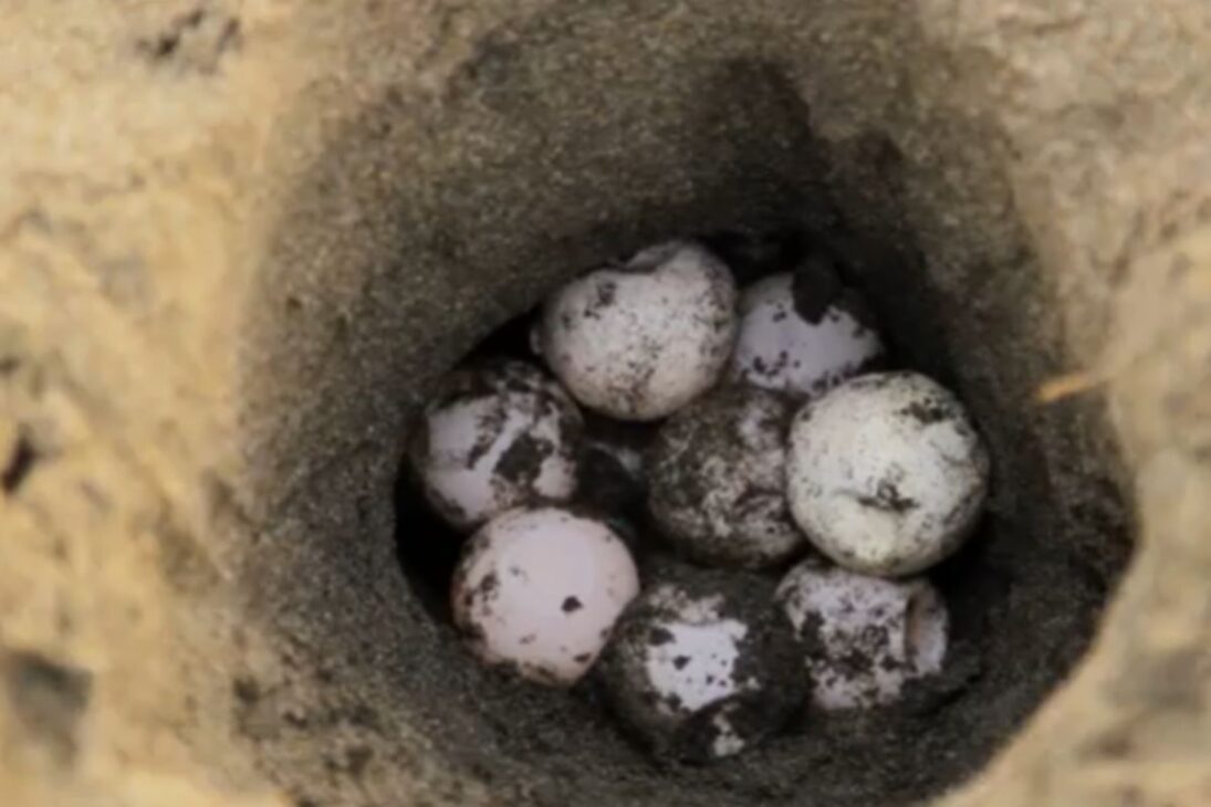 Huevos falsos de tortuga, tecnología de rastreo con GPS, tráfico de huevos de tortuga, comercio ilegal de animales silvestres y tortugas marinas en foco.