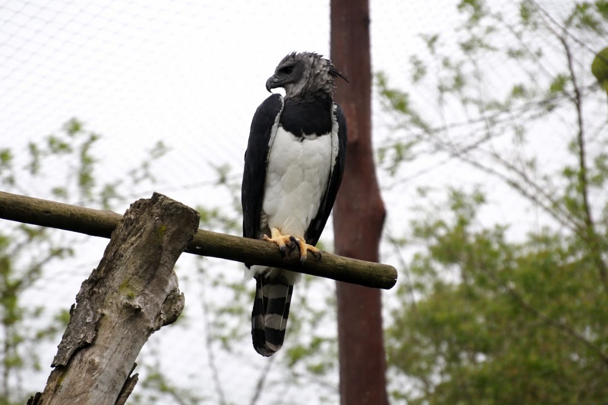 Com até 9 kg e garras de 8 a 12 cm, a harpia, o gavião-real, caça macacos e preguiças, domina florestas com 2,20 m de envergadura e impressiona como predador topo (1)