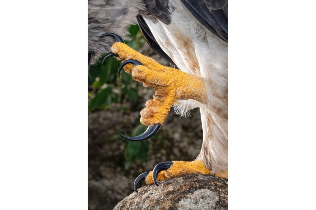 9 kg y garras de 8 a 12 cm, la harpia es el gavilán real, águila de bosque que caza monos y perezosos y domina la selva como depredador topo.