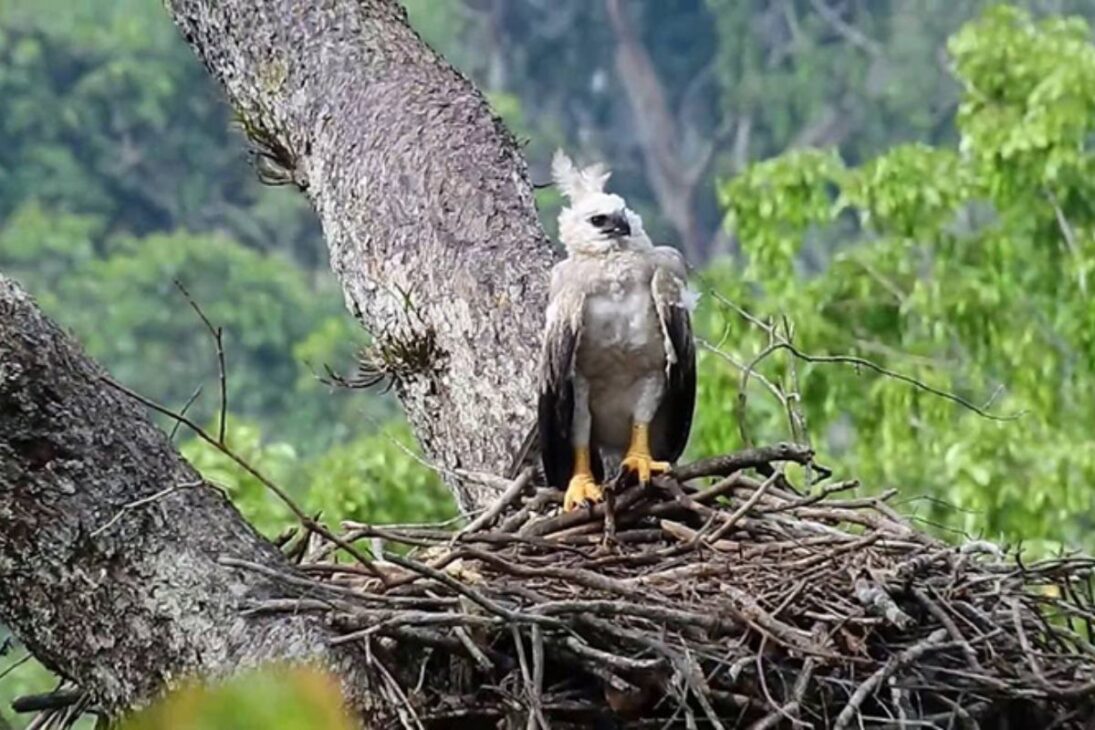9 kg y garras de 8 a 12 cm, la harpia es el gavilán real, águila de bosque que caza monos y perezosos y domina la selva como depredador topo.