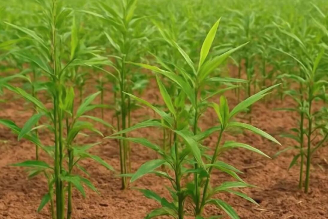 El Bambú Se Convierte En La Apuesta Climática En La Reforestación Con Bambú En África, Acelera La Eliminación De Carbono Y Transforma Tierras Degradadas En Sumideros De Carbono.