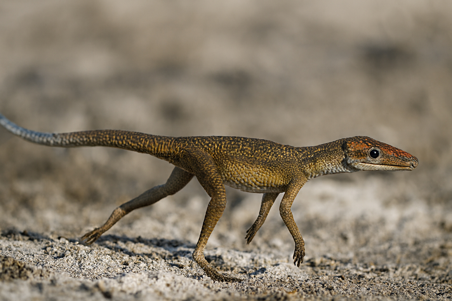Com menos de 1,5 metro, corpo esguio, pernas longas e postura ereta, o crocodilomorfo Terrestrisuchus gracilis corria em terra firme e caçava pequenos vertebrados no Triássico