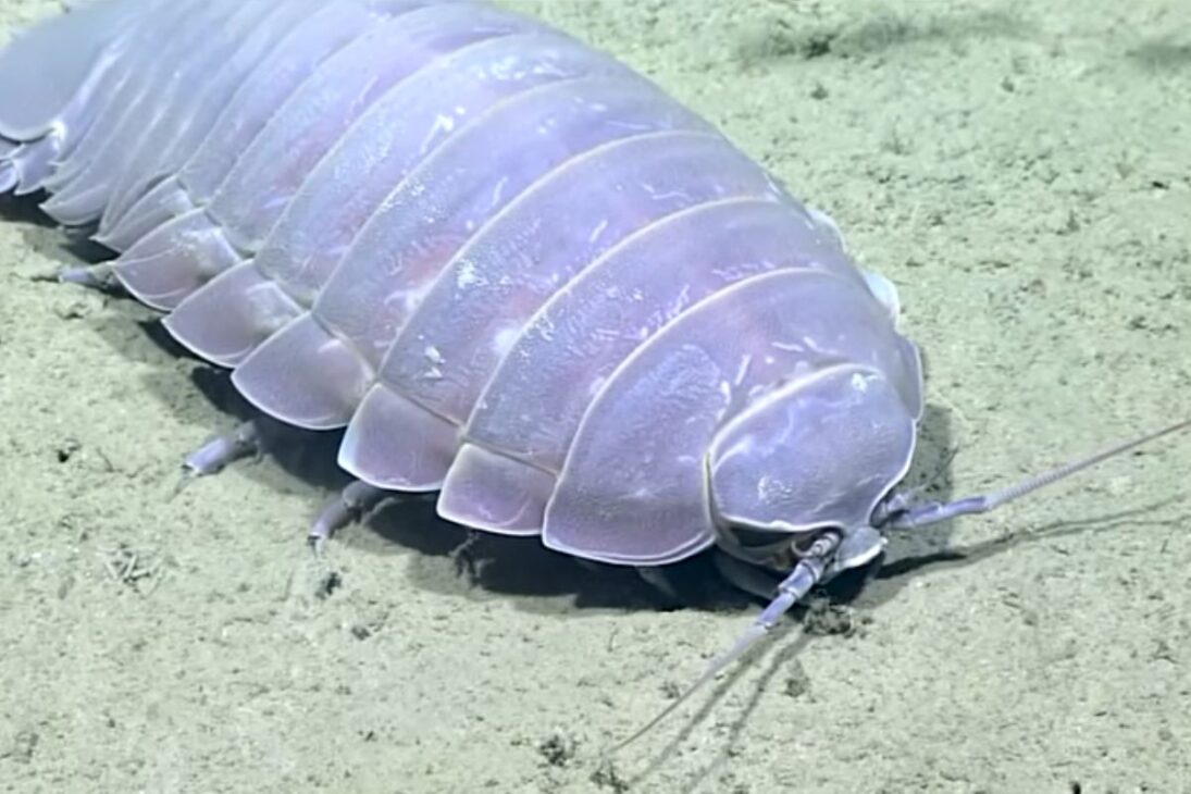 Fondo del mar, gigantes que parecen imposibles, gigantismo de las profundidades y gigantismo marino bajo amenaza del calentamiento de los océanos.