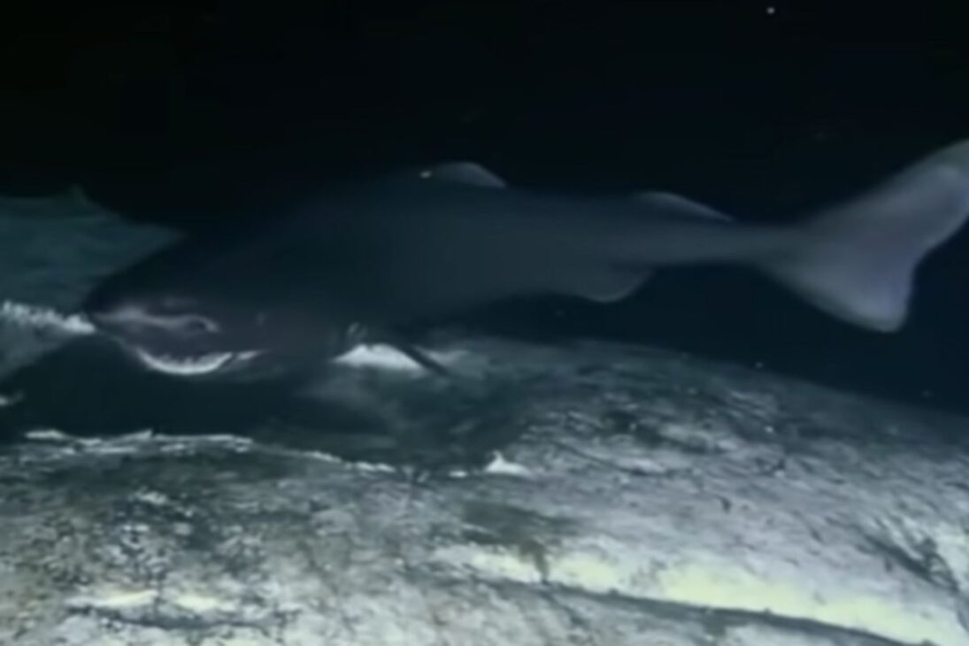 Fondo del mar, gigantes que parecen imposibles, gigantismo de las profundidades y gigantismo marino bajo amenaza del calentamento de los océanos.