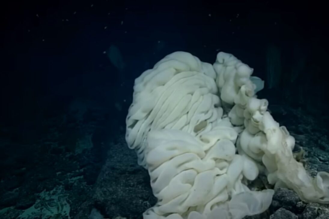 Fondo del mar, gigantes que parecen imposibles, gigantismo de las profundidades y gigantismo marino bajo amenaza del calentamiento de los océanos.