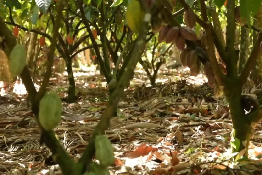 Con precios disparando más de 300%, el cacao de Pará avanza en la agroforesta, dobla a 2.000 kg/ha y se convierte en chocolate premium con agricultura familiar.
