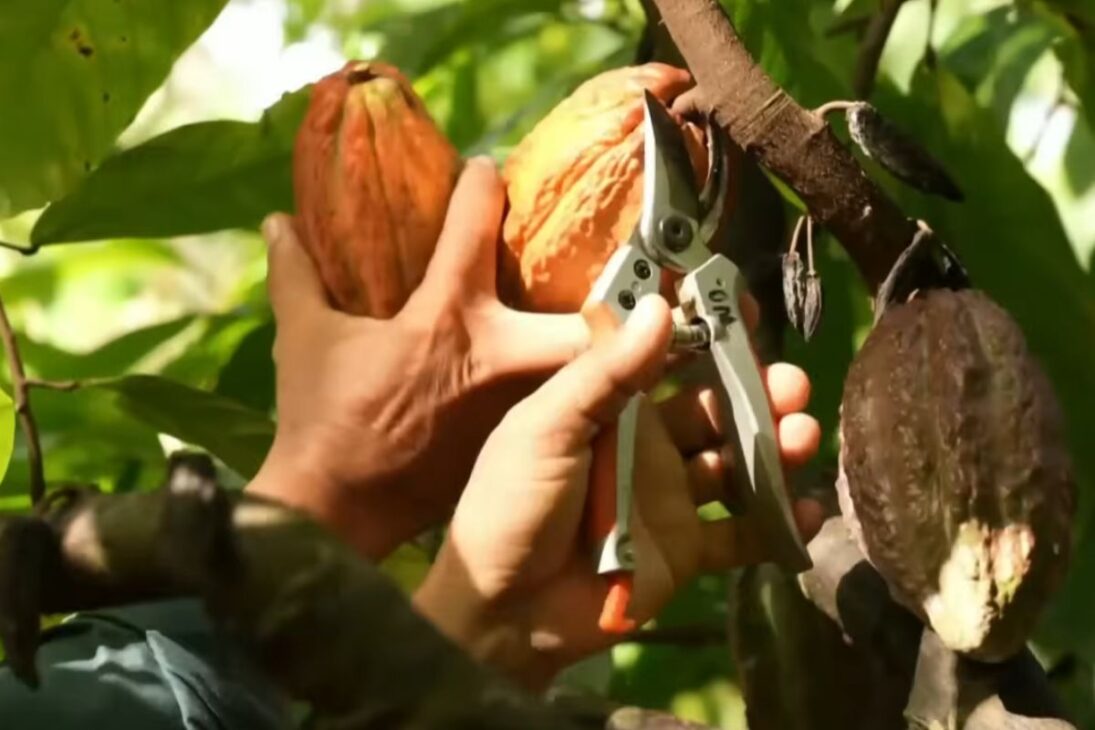 Con precios disparando más de 300%, el cacao de Pará avanza en la agroforesta, dobla a 2.000 kg/ha y se convierte en chocolate premium con agricultura familiar.