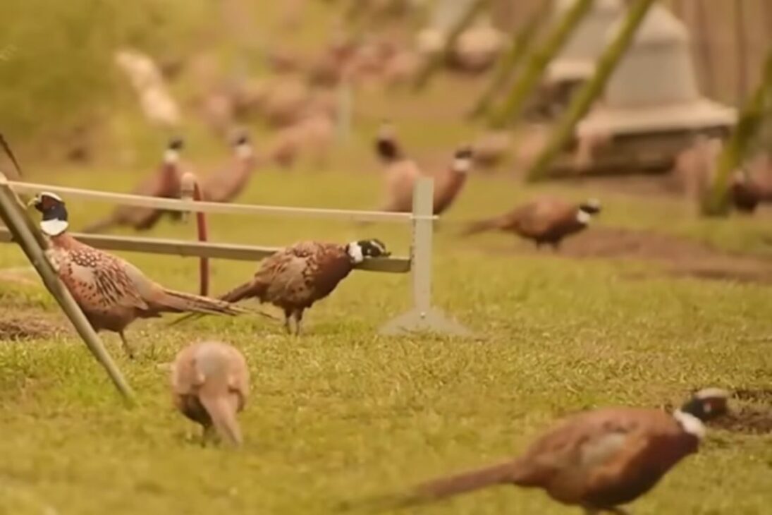 Caza del faisán en debate: industria de la caza del faisán mueve la economía rural, impulsa el turismo de caza y desafía el bienestar animal.