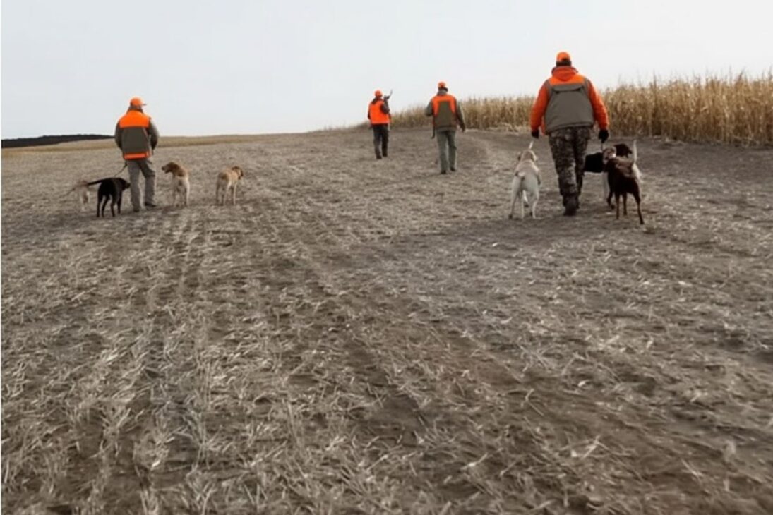 Caza del faisán en debate: industria de la caza del faisán mueve la economía rural, impulsa el turismo de caza y desafía el bienestar animal.