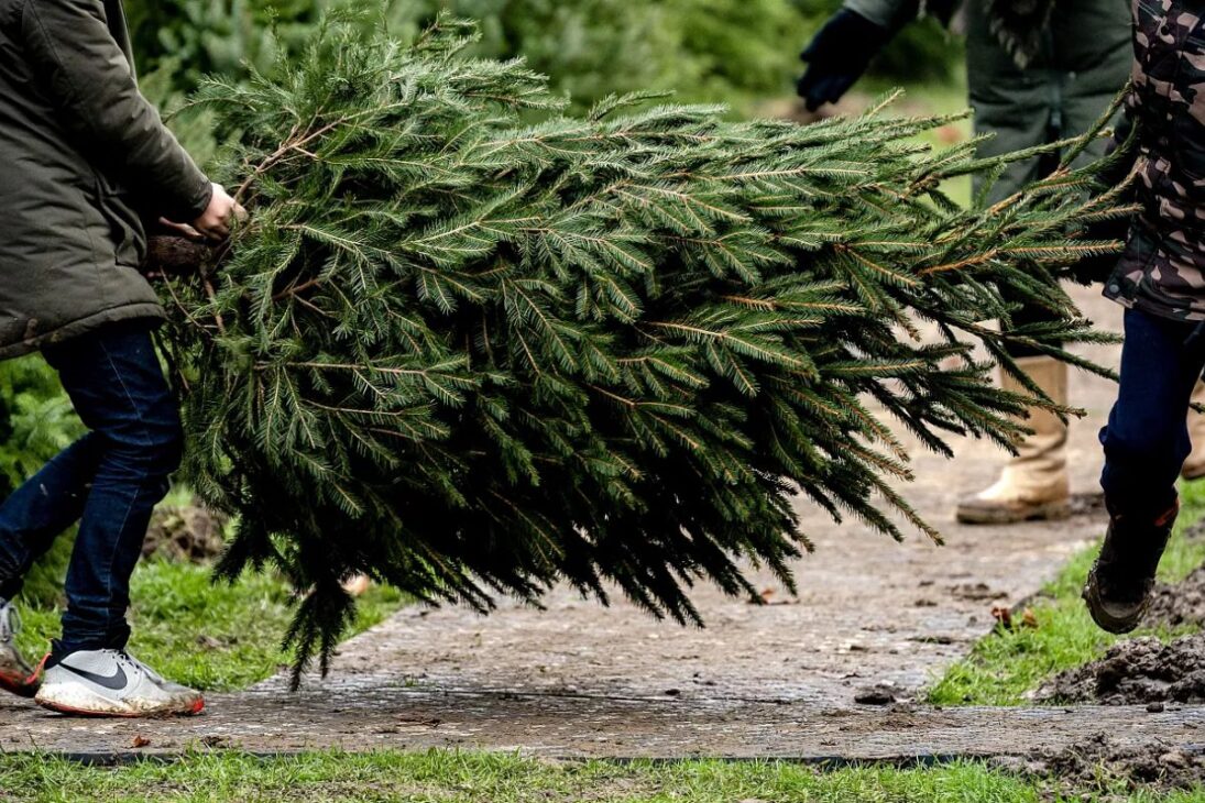 Cómo los árboles de Navidad se convierten en dunas costeras, reducen la erosión costera y, protegiendo ciudades, ganan tiempo contra el colapso climático.
