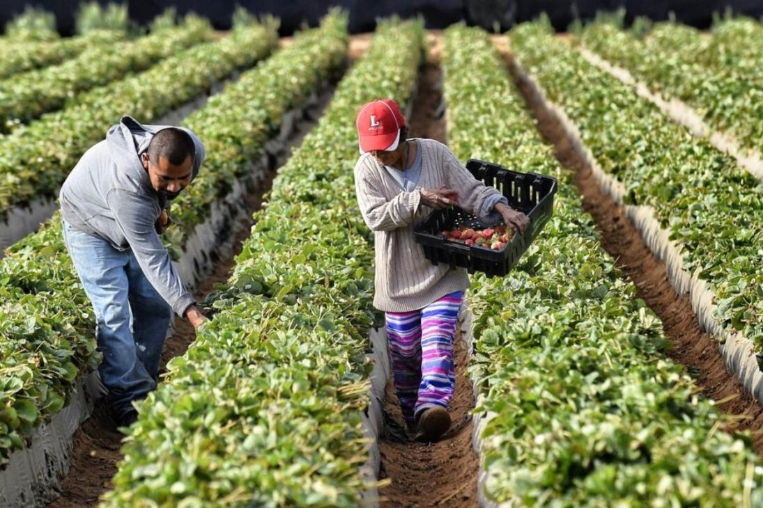 Cómo El Perú Transformó Desierto En Potencia, Se Convirtió En Potencia Agroexportadora, Ampliando Exportaciones Agrícolas Y La Crisis Hídrica Amenaza Su Imperio Agrícola.