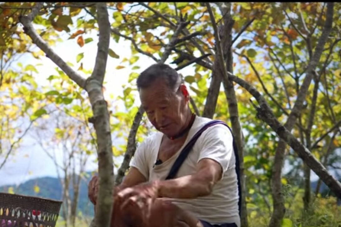 Conozca al agricultor que transformó un bosque en Nagaland en un huerto orgánico de caqui, ejemplo de agricultura orgánica y cultivo de frutas.