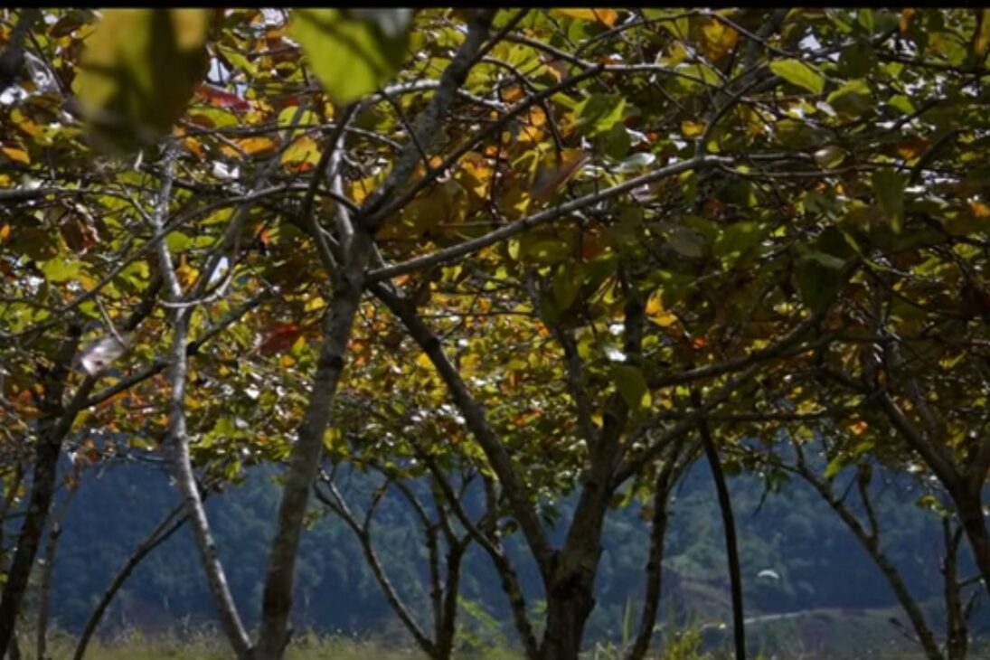 Conozca al agricultor que transformó un bosque en Nagaland en un huerto orgánico de caqui, ejemplo de agricultura orgánica y cultivo de frutas.