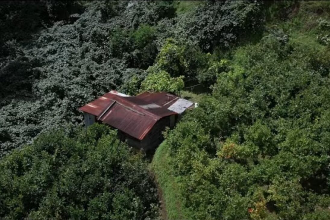 Conozca al agricultor que transformó un bosque en Nagaland en un huerto orgánico de caqui, ejemplo de agricultura orgánica y cultivo de frutas.