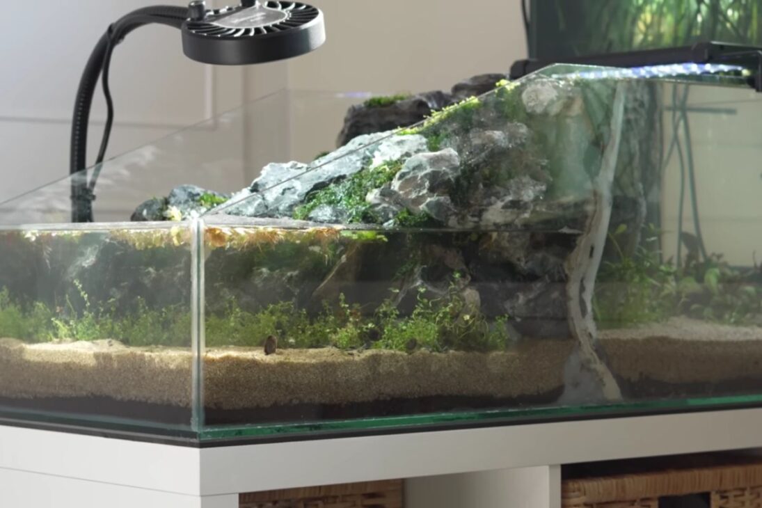 Cascada funcional en acuario muestra camarones y bagres escalando; la microfauna y las plantas cierran ciclos, mientras que el acuario recirculado evidencia límites de sellado, flujo y dureza del agua.

