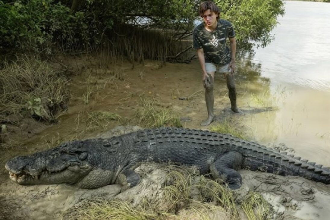 Cocodrilo de agua salada planea ataque, domina territorio y transforma ríos y playas en áreas de riesgo al estudiar rutinas humanas y actuar con precisión silenciosa