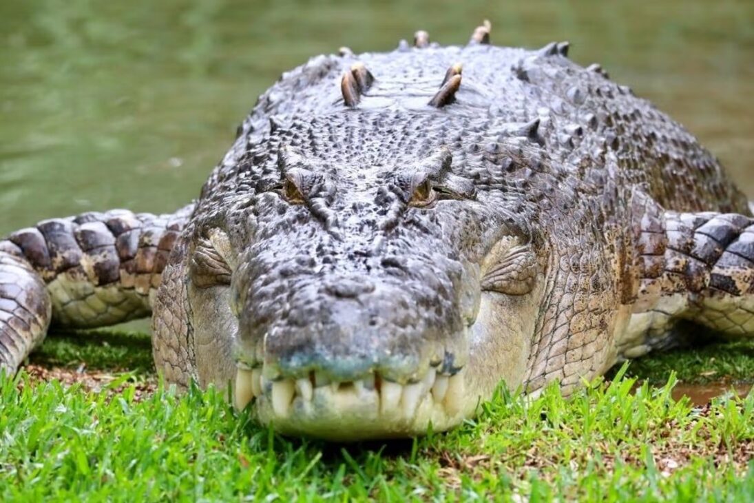 Cocodrilo de agua salada planea ataque, domina territorio y transforma ríos y playas en áreas de riesgo al estudiar rutinas humanas y actuar con precisión silenciosa