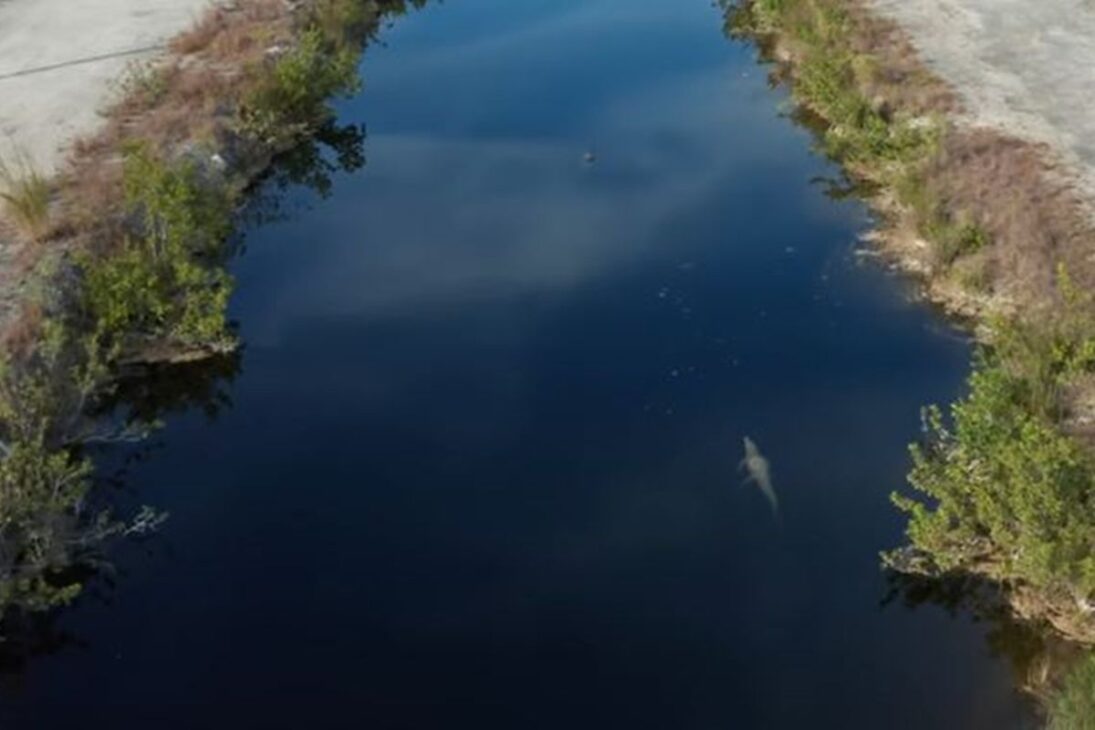 Cocodrilos prosperan en Turkey Point, en Florida, usando canales de enfriamiento de la planta nuclear como refugio, duplicando la población desde los años 1970.