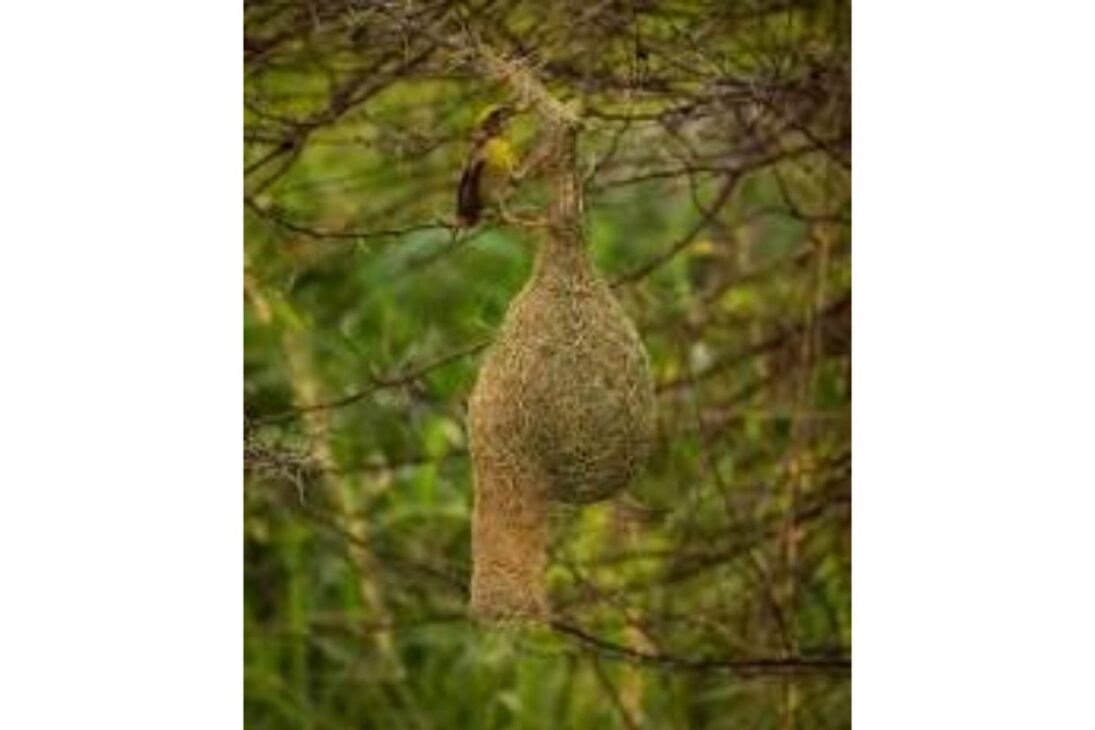 Descubre cómo pájaros arquitectos y la arquitectura de los pájaros crean nidos de pájaros, nidos gigantes y nidos flotantes impresionantes.