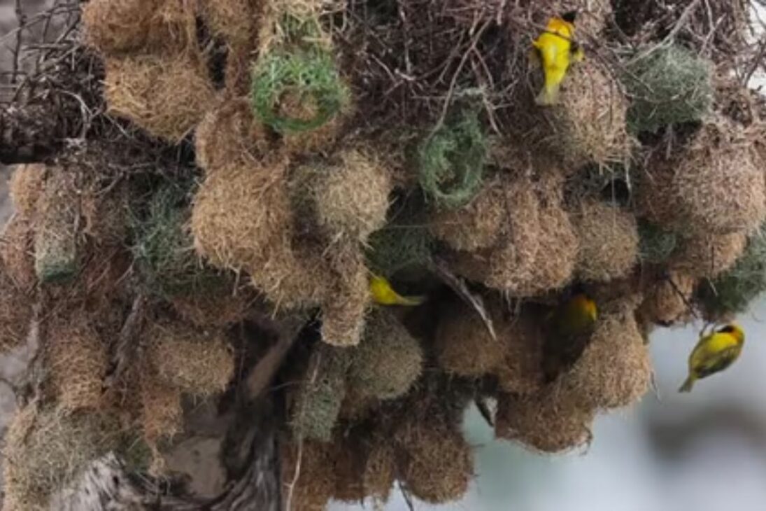 Descubre como pájaros arquitetos e a arquitetura dos pájaros criam ninhos de pájaros, ninhos gigantes e ninhos flutuantes impressionantes.