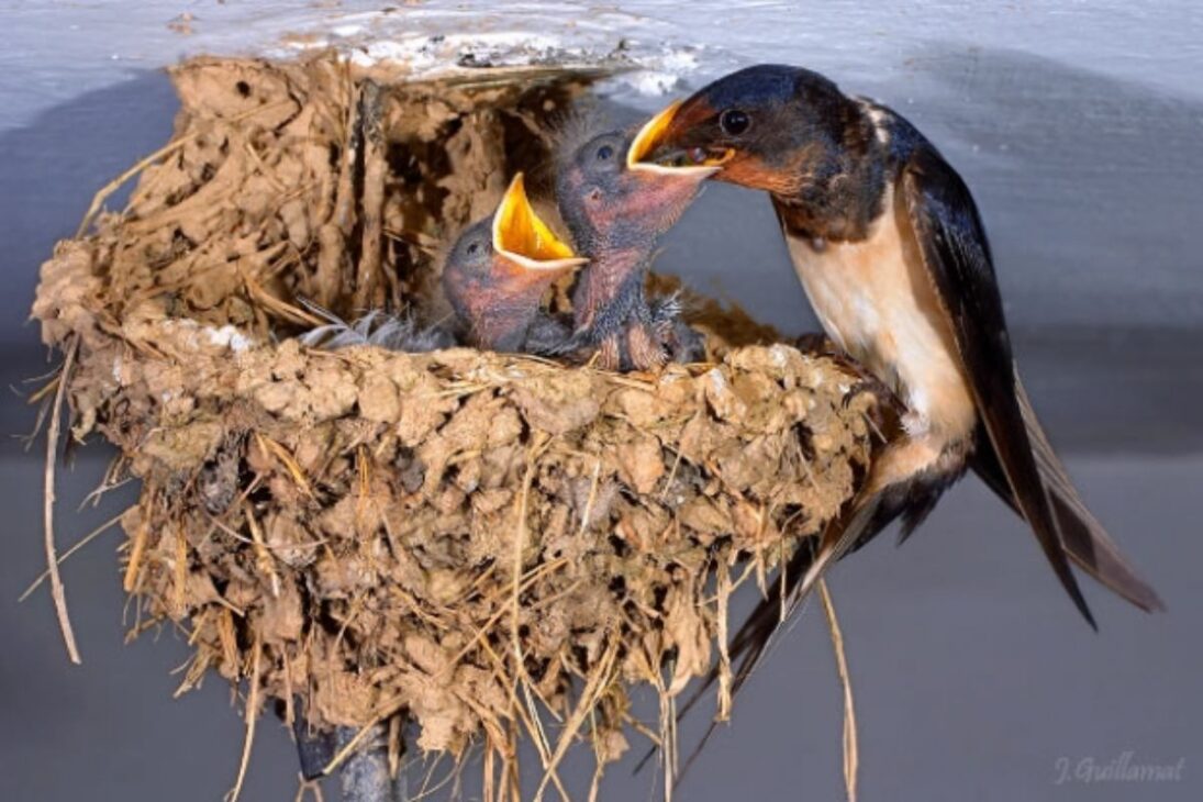 Descubre como pájaros arquitetos e a arquitetura dos pájaros criam ninhos de pájaros, ninhos gigantes e ninhos flutuantes impressionantes.
