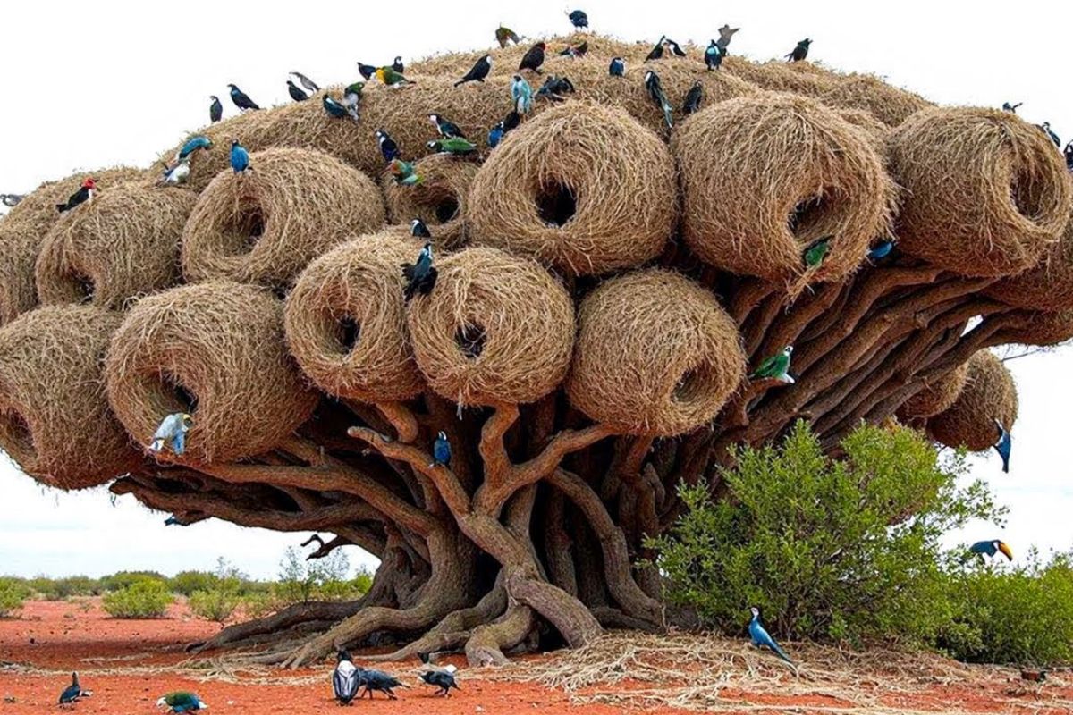 Descubra como pássaros arquitetos e a arquitetura dos pássaros criam ninhos de pássaros, ninhos gigantes e ninhos flutuantes impressionantes.