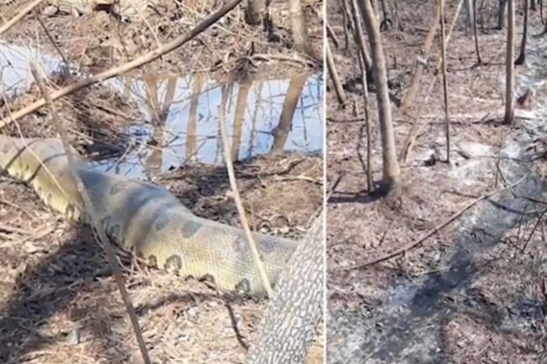 Encuentros con animales en sitios y granjas con serpientes cascabeles, anaconda gigante y cocodrilo gigante muestran cómo un simple paseo puede convertirse en pesadilla.