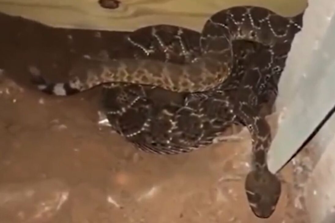 Encuentros con animales en sitios y granjas con serpientes cascabeles, anaconda gigante y cocodrilo gigante muestran cómo un simple paseo puede convertirse en pesadilla.
