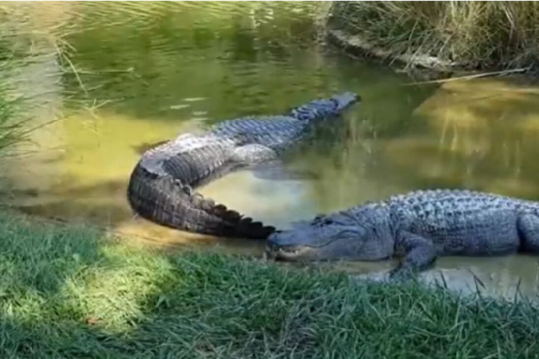 Encuentros con animales en sitios y granjas con serpientes cascabeles, anaconda gigante y cocodrilo gigante muestran cómo un simple paseo puede convertirse en pesadilla.