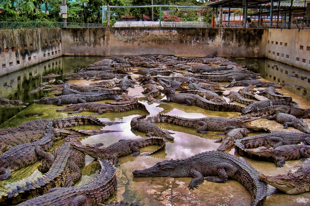 Criação de crocodilos avança em escala global e coloca Tailândia com 1.000 fazendas e 1,2 milhões de animais no centro do mercado