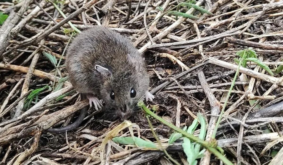 (Imagen: Airton Moura Júnior)