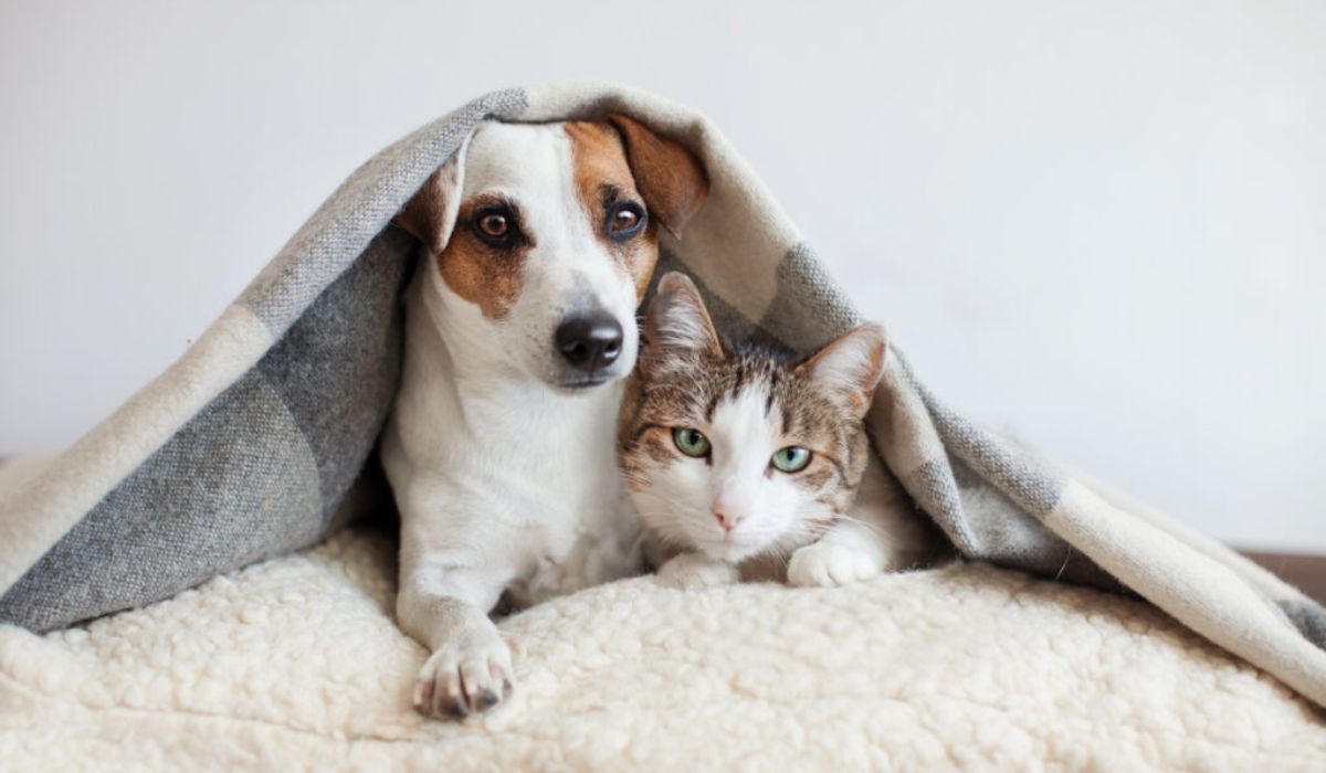 Plantas comuns na decoração podem causar intoxicação em cães e gatos. Veja quais espécies oferecem risco e como evitar acidentes. (Imagem: Reprodução)