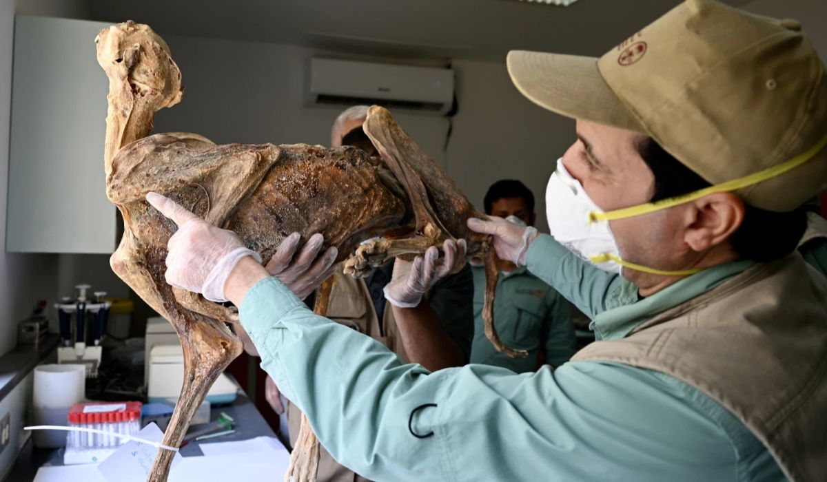 (Ahmed Boug et al./Communications Earth & Environment via AP/Divulgação)